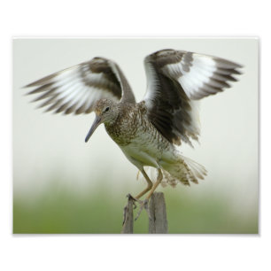 Willet Print Foto Afdruk