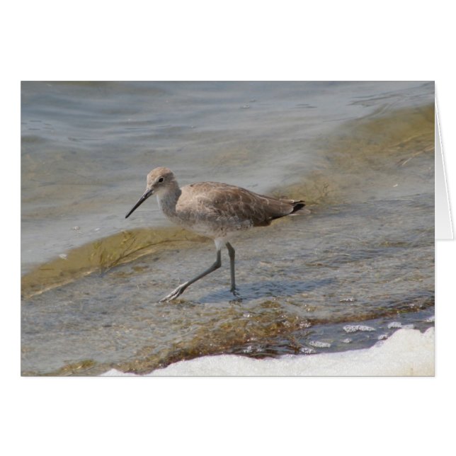Willet Walking (Voorkant Horizontaal)