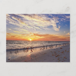 Willets op een strand van Florida op Sunset Briefkaart