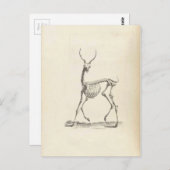 William Cheselden Deer Skeleton Briefkaart (Voorkant / Achterkant)