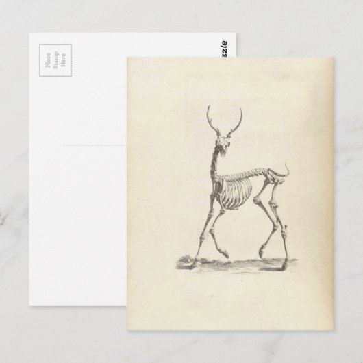 William Cheselden Deer Skeleton Briefkaart (Voorkant / Achterkant)