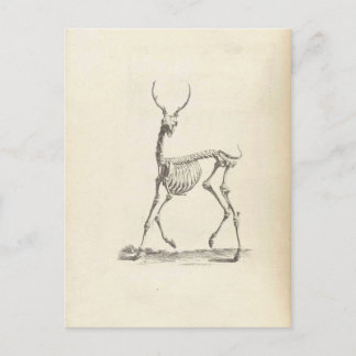 William Cheselden Deer Skeleton Briefkaart