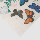 William Kirby | Europese Butterflies en Moths ... Tissuepapier (Detail)