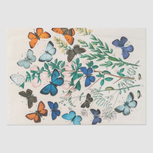 William Kirby | Europese Butterflies en Moths ... Tissuepapier (Voorkant)