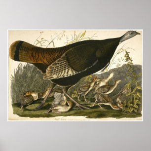 William Lizars Wild Turkey Poster