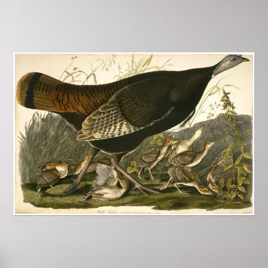 William Lizars Wild Turkey Poster (Voorkant)