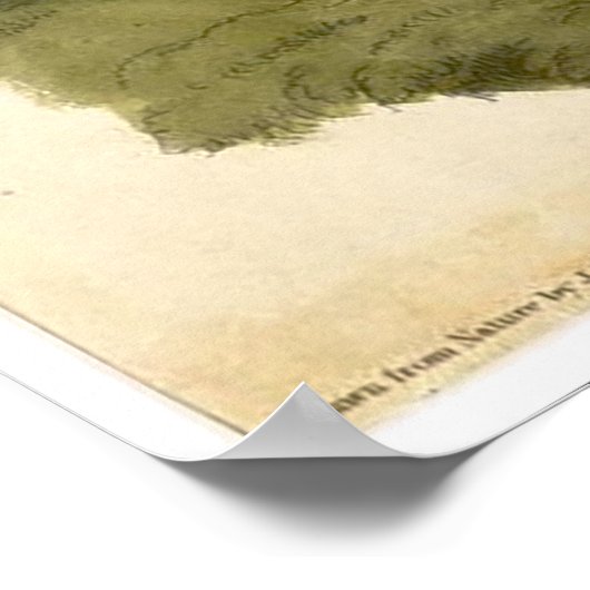 William Lizars Wild Turkey Poster (Hoek)