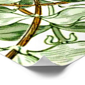 William Morris - Honeysuckle in Green en Gold Poster (Hoek)