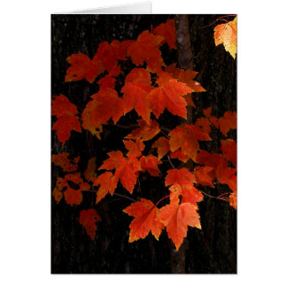 William O'Brien maple-bladeren