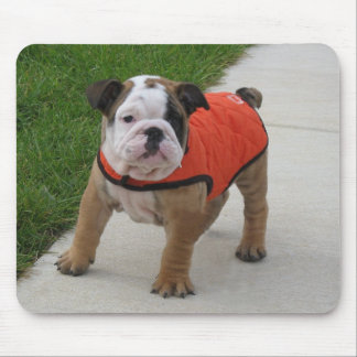 William the English Bulldog Puppy Muismat