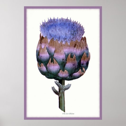 William Woodville Series ~ Scotch Thistle Poster (Voorkant)