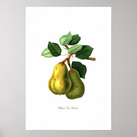 Williams Bon Chretien pear Poster (Voorkant)