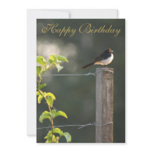 Willie Wagtail Happy Birthday