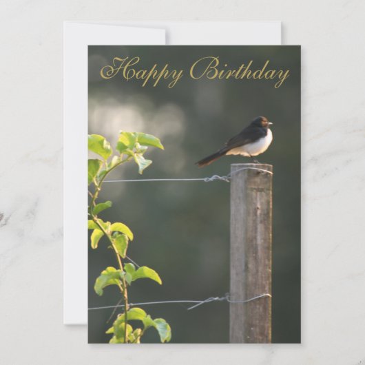 Willie Wagtail Happy Birthday (Voorkant)