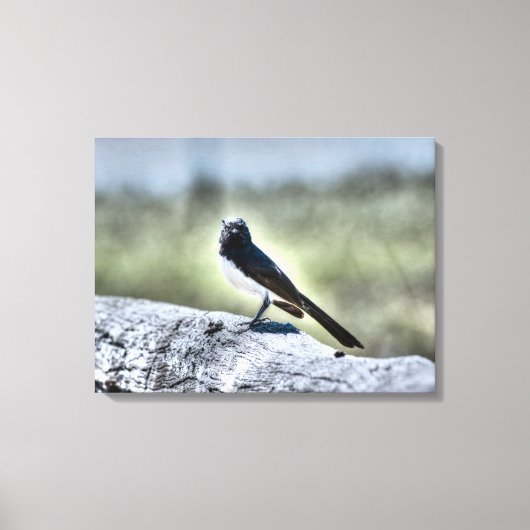 WILLIE WAGTAIL OP HEK LANDELIJK QUEENSLAND AUSTRAL CANVAS AFDRUK (Voorkant)