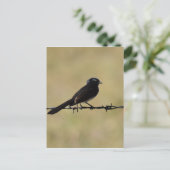 WILLIE WAGTAIL OVER FENCE QUEENSLAND AUSTRALIË BRIEFKAART (Staand voorkant)