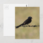 WILLIE WAGTAIL OVER FENCE QUEENSLAND AUSTRALIË BRIEFKAART (Voorkant / Achterkant)