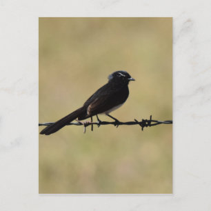 WILLIE WAGTAIL OVER FENCE QUEENSLAND AUSTRALIË BRIEFKAART