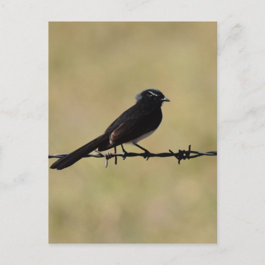 WILLIE WAGTAIL OVER FENCE QUEENSLAND AUSTRALIË BRIEFKAART (Voorkant)