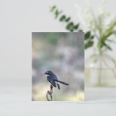 WILLIE WAGTAIL PLRAL QUEENSLAND AUSTRALIË BRIEFKAART (Staand voorkant)