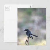 WILLIE WAGTAIL PLRAL QUEENSLAND AUSTRALIË BRIEFKAART (Voorkant / Achterkant)
