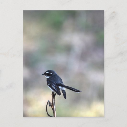 WILLIE WAGTAIL PLRAL QUEENSLAND AUSTRALIË BRIEFKAART (Voorkant)