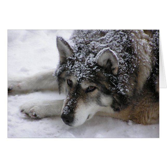 Willie wolf (Voorkant Horizontaal)