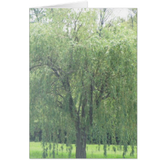 WIllow