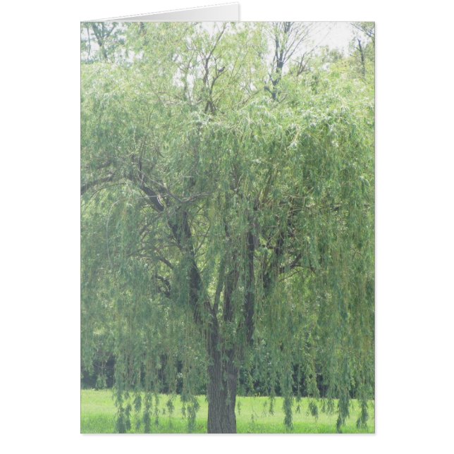 WIllow (Voorkant)
