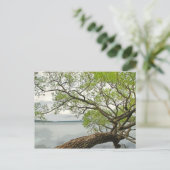 Willow bij Cayuga Lake Briefkaart (Staand voorkant)