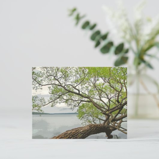 Willow bij Cayuga Lake Briefkaart (Staand voorkant)