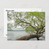 Willow bij Cayuga Lake Briefkaart (Voorkant / Achterkant)