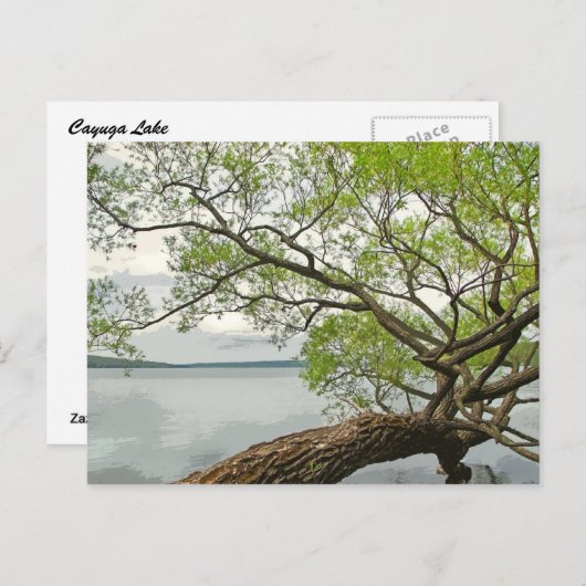 Willow bij Cayuga Lake Briefkaart (Voorkant / Achterkant)