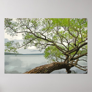 Willow bij het meer poster