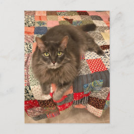 "Willow Cat Sitting" Foto-Briefkaart Briefkaart