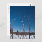 Willow Catkin Portrait Briefkaart (Voorkant / Achterkant)