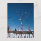 Willow Catkin Portrait Briefkaart (Voorkant)