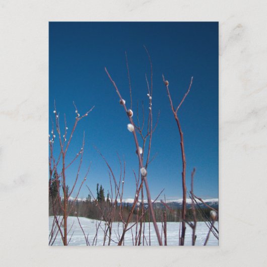 Willow Catkin Portrait Briefkaart (Voorkant)