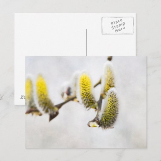 Willow Catkins - Silver World Briefkaart (Voorkant / Achterkant)