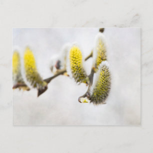 Willow Catkins - Silver World Briefkaart