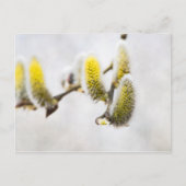 Willow Catkins - Silver World Briefkaart (Voorkant)