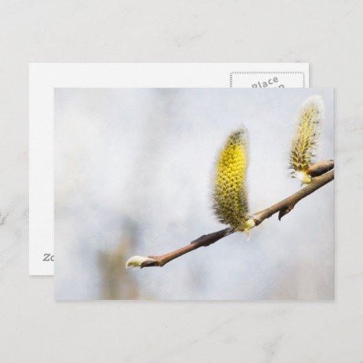 Willow Catkins - Silver World Briefkaart (Voorkant / Achterkant)