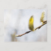 Willow Catkins - Silver World Briefkaart (Voorkant)