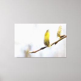 Willow Catkins - Silver World Canvas Afdruk