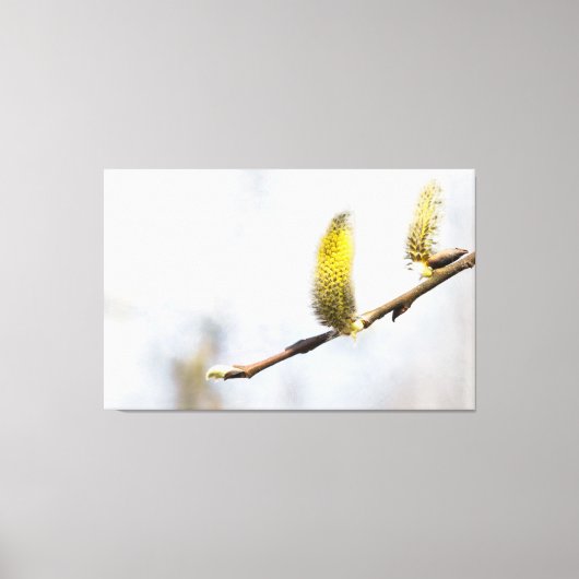 Willow Catkins - Silver World Canvas Afdruk (Voorkant)