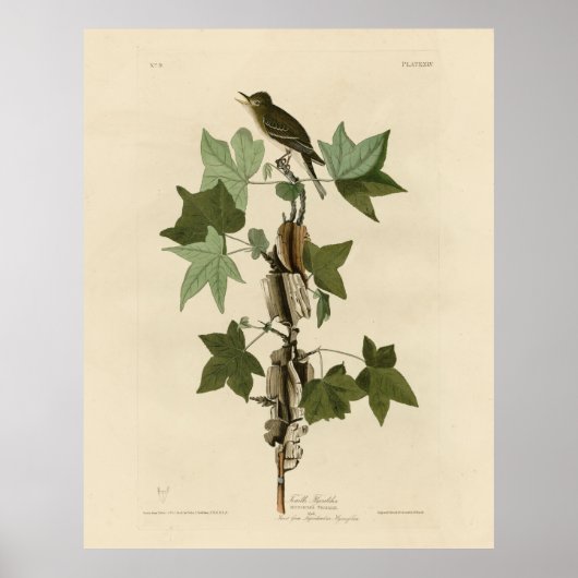 Willow Flycatcher - Audubon's Birds of America Poster (Voorkant)