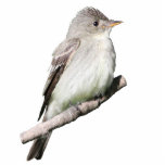 Willow Flycatcher Fotobeeldje Magneet<br><div class="desc">Een afbeelding van een Willow Flycatcher</div>