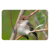 Willow Flycatcher Magneet (Horizontaal)