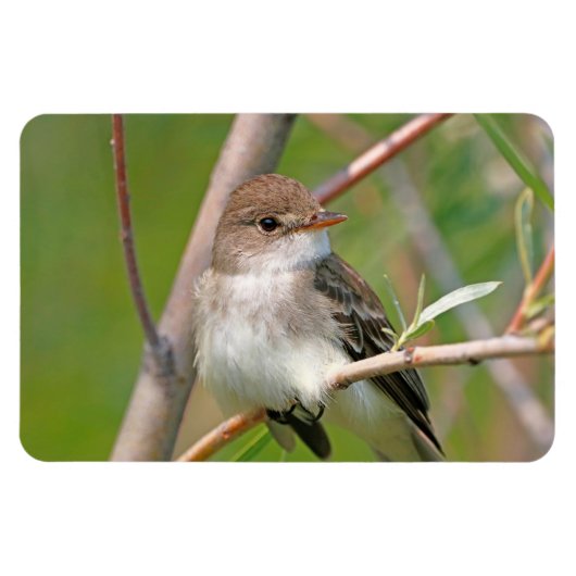 Willow Flycatcher Magneet (Horizontaal)