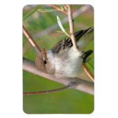 Willow Flycatcher Magneet (Verticaal)